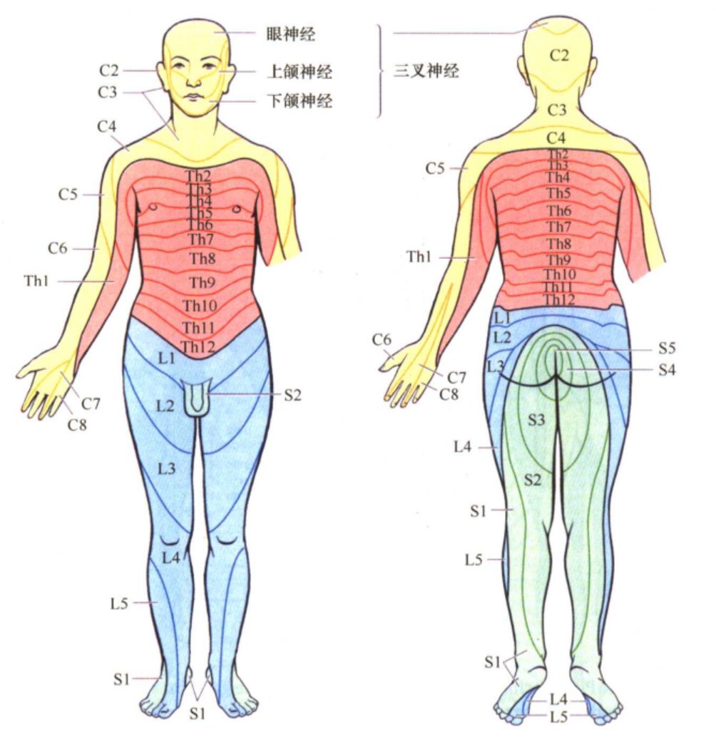 脊髓对应平面体表标志图片
