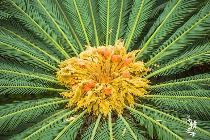 欣赏千年铁树开花太罕见了见者有福