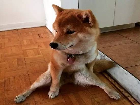 柴犬的坐姿非常奇葩去医院检查后发现原来