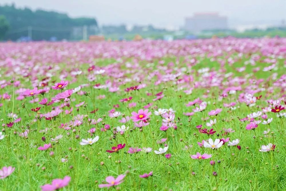 农田变花海惠州这个秘密花园让你惊喜