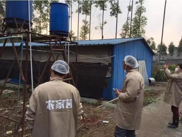 做好養雞項目雞舍搭建的這三個要點你要懂