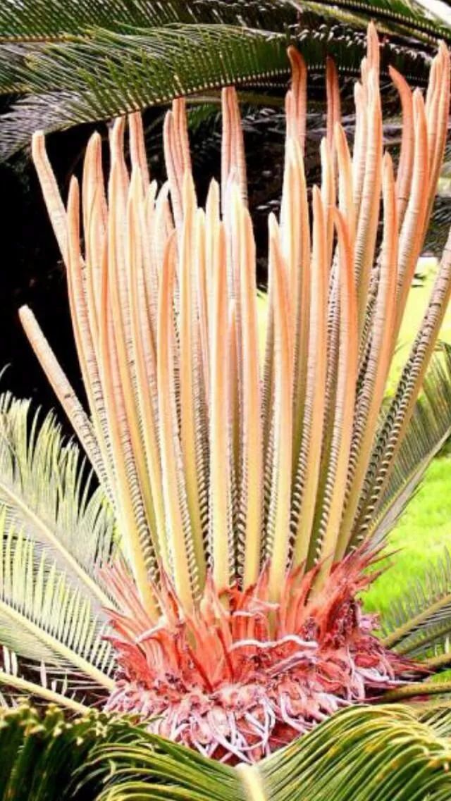 欣赏千年铁树开花太罕见了见者有福