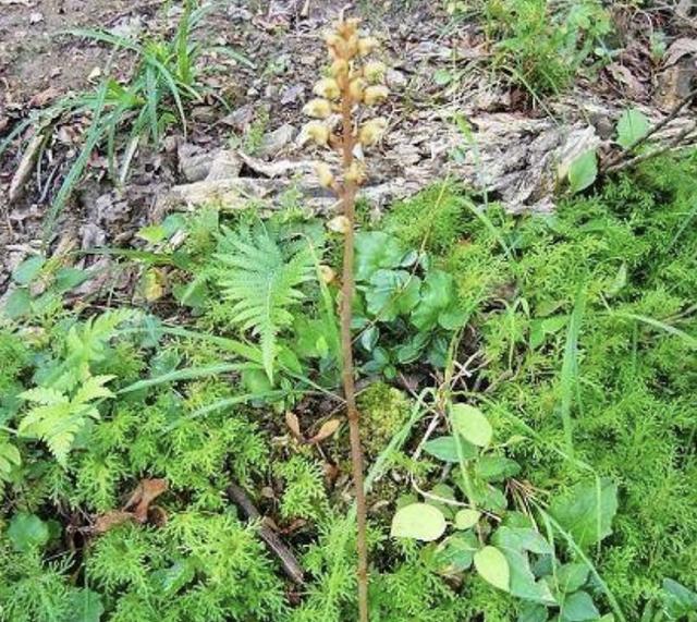 那紫萁小菇对于天麻来说有什么作用呢?