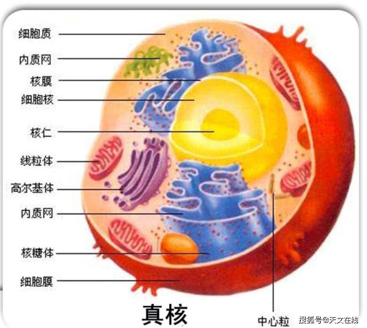 真核生物模式图(细胞核有核膜包裹),根据现有理论起源于原核生物图源