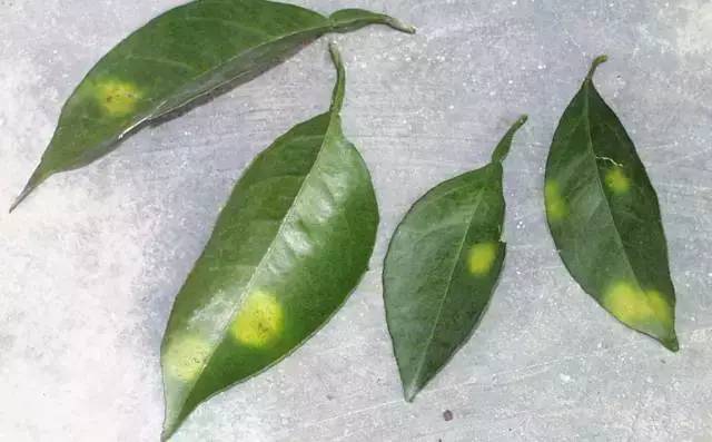 症状表现:缺钼造成的黄化在新叶老叶都有,表现为叶片出现黄  色斑块