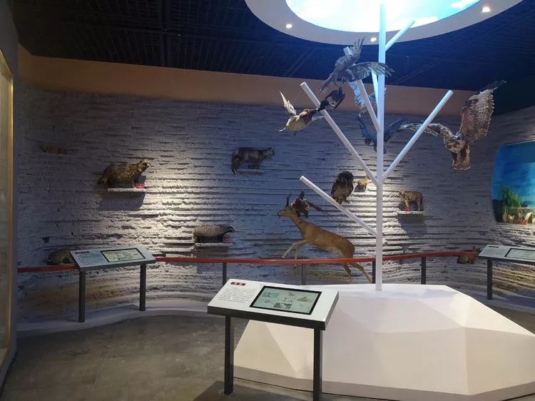 欢迎来到龙江县博物馆! 龙江县博物馆展示面积近2000平方米,地上三层.