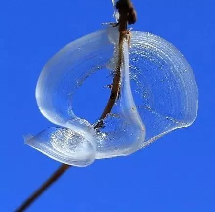 山西出现"冰蝴蝶"你有见过吗?运气好才能看见!