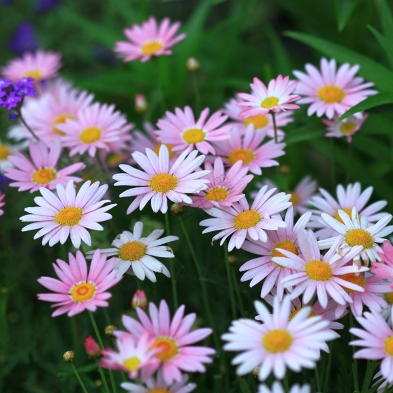 网红植物玛格丽特菊爆盆的小妙招花式过大年