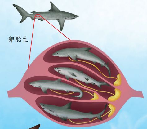 科普海洋中的繁殖与发育