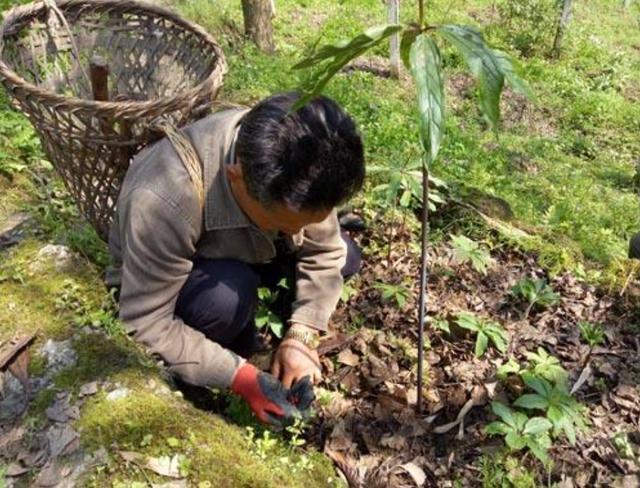 男子上山采药,仔细一看石缝中竟有一张"人脸",吓得撒腿就跑!