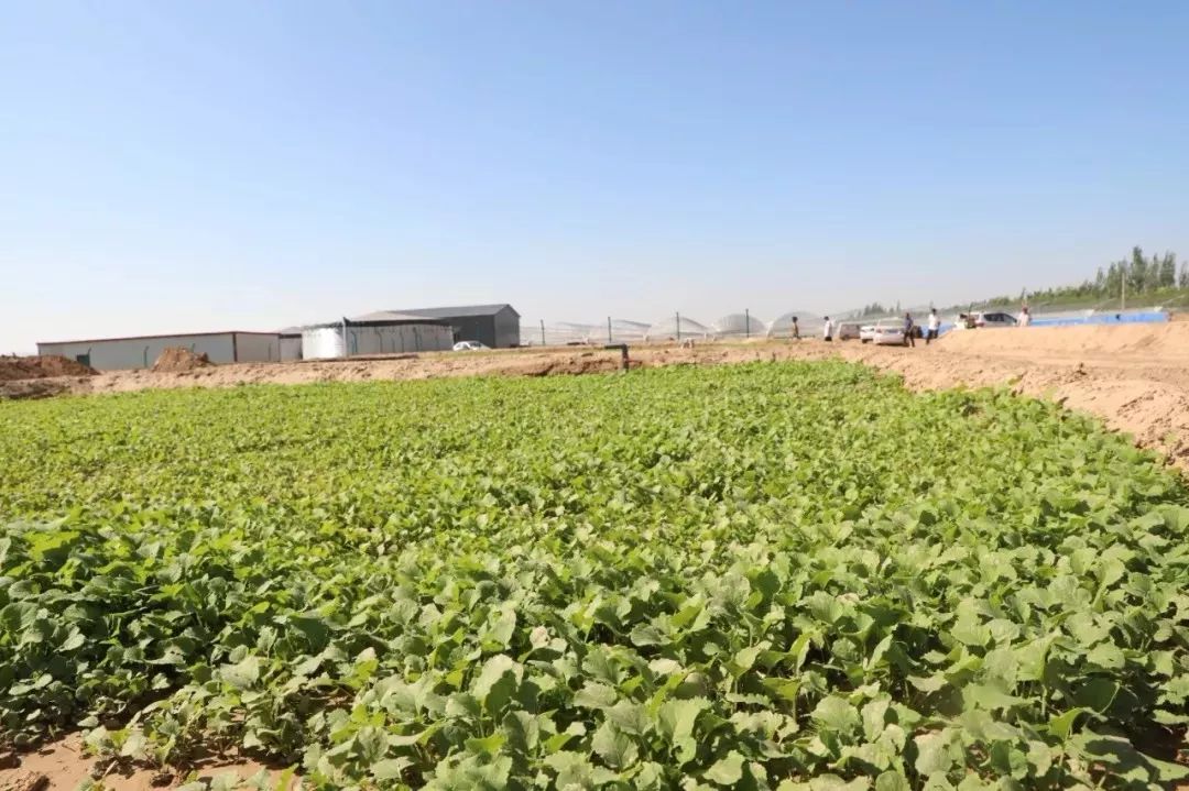 视频| 内蒙古金伯利农场有限公司总经理金勇健给大家拜年啦!