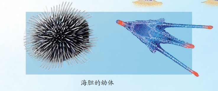 科普海洋中的繁殖与发育