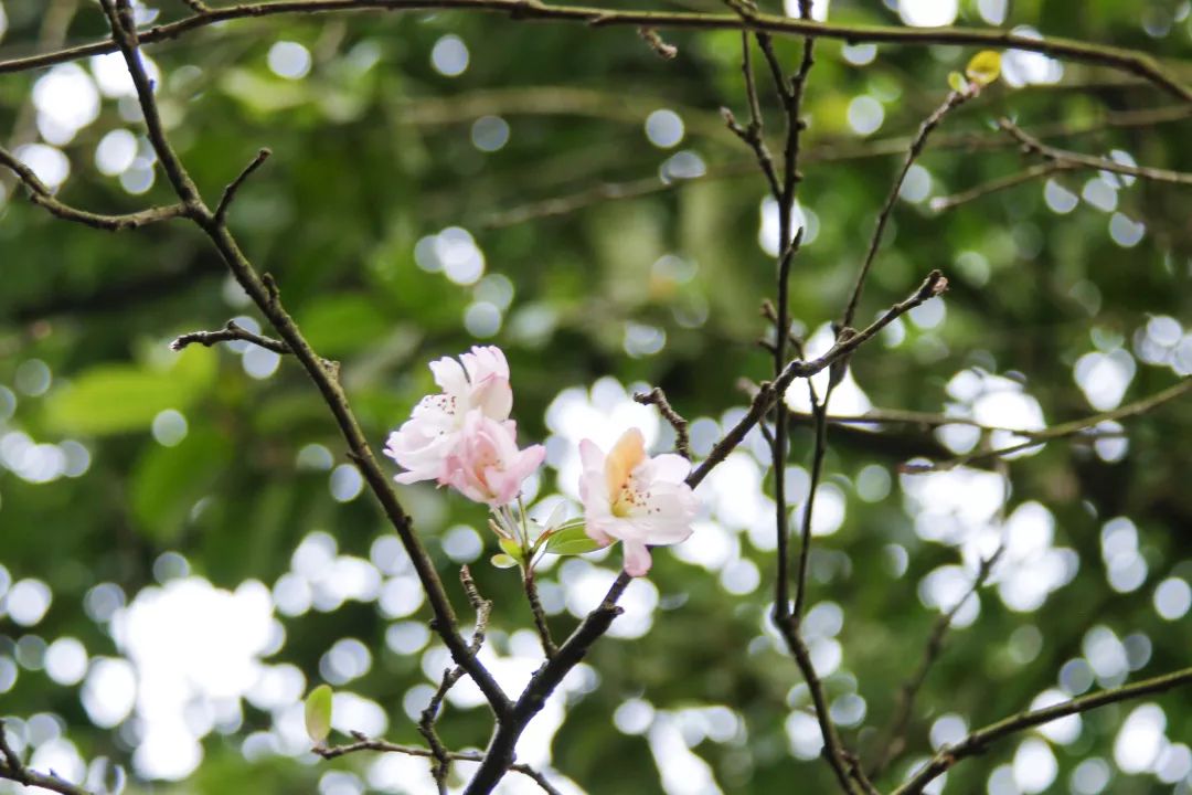 重庆南山植物园红梅花开香迎客凌寒吹绽盼春归