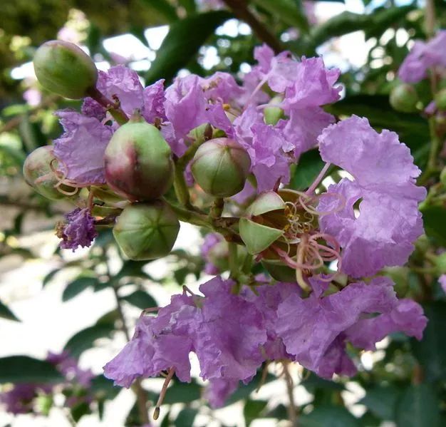 你知道钦州市花是什么吗?_杜紫薇