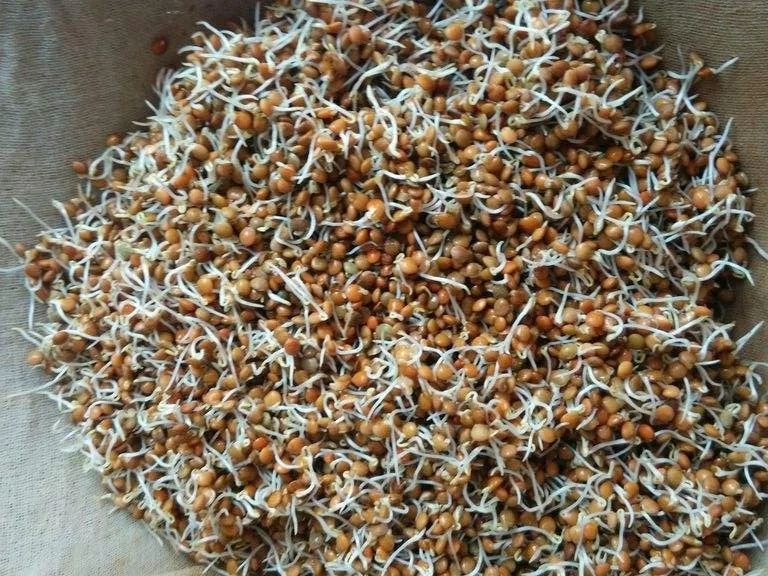 兵豆小扁豆土耳其红扁豆都是一种豆