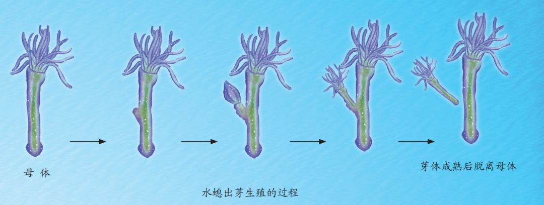 科普海洋中的繁殖与发育