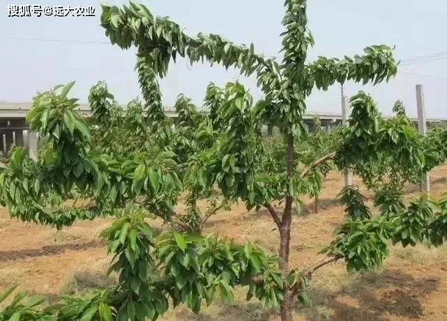 大樱桃密植高产树形图片