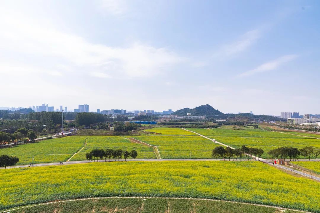 深圳2020迎新春花卉展來啦還有超100000㎡的網紅花海