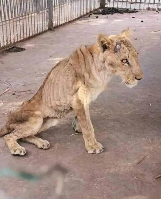 原創蘇丹動物園環境惡劣籠子生鏽一地腐肉五隻非洲獅瘦成皮包骨