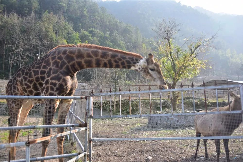 温岭动物园春节免费送家庭套票了动物观赏大马戏