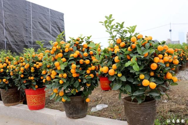 原创潮州2020迎春花市百花齐放年味十足