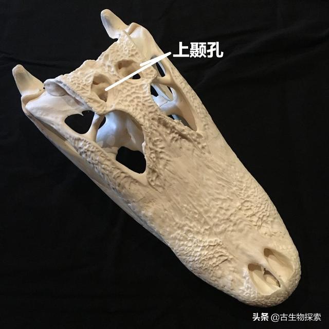 2019年霸王龙新研究_斯科蒂
