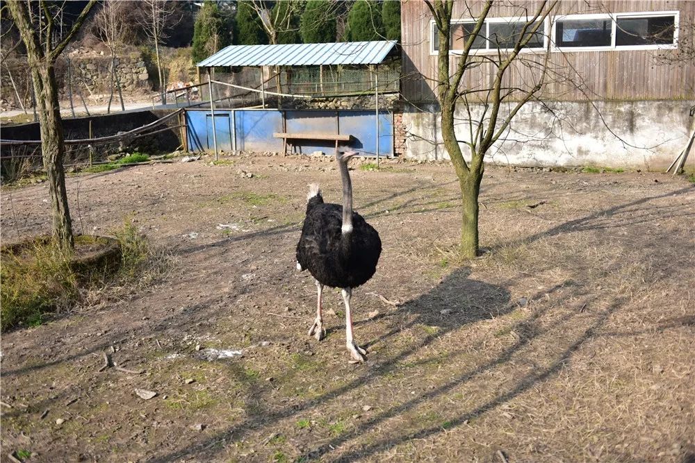 温岭动物园春节免费送家庭套票了动物观赏大马戏