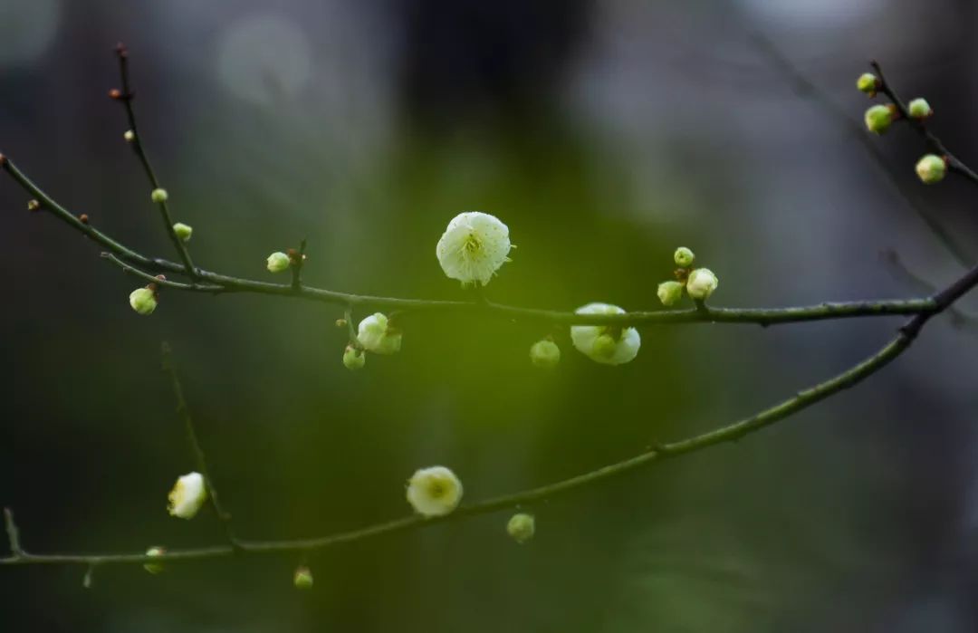 今日起,村姑會連續推出幾篇賞梅圖文,非常唯美.