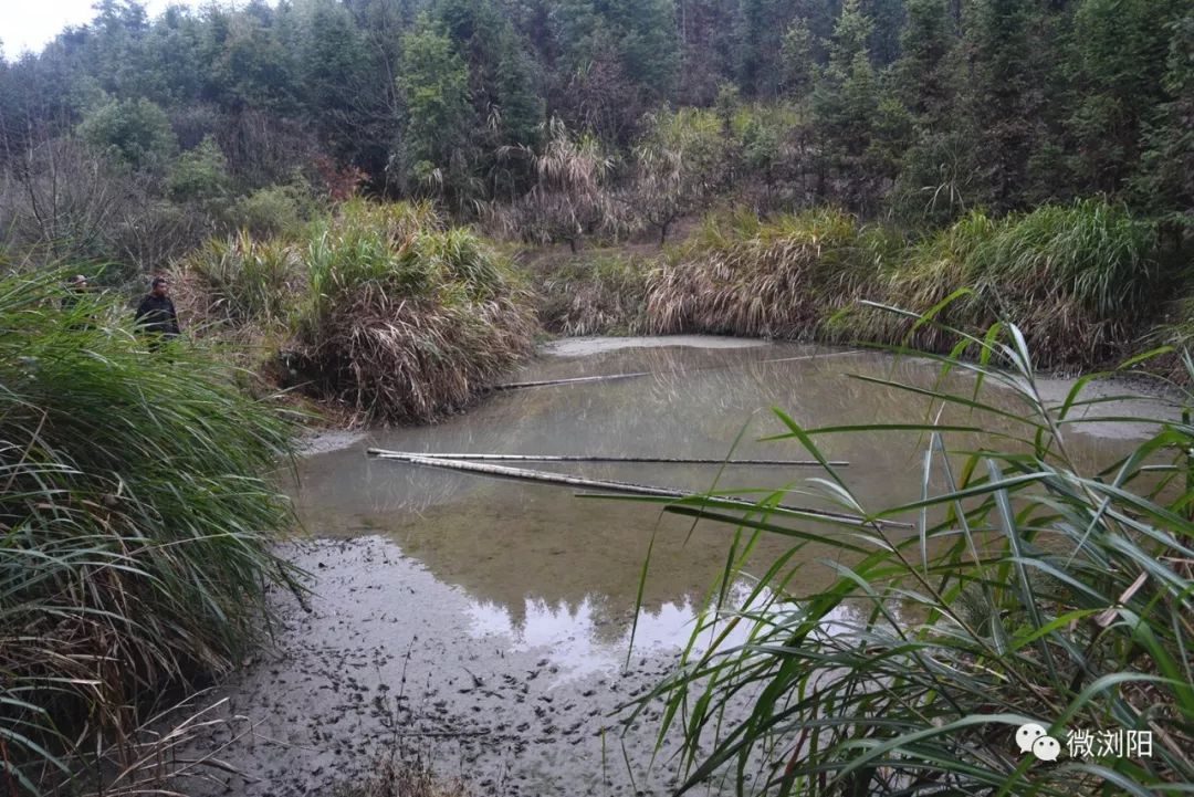 大围山一鱼塘捞出一条有脚的鱼村民说必须保护快放生