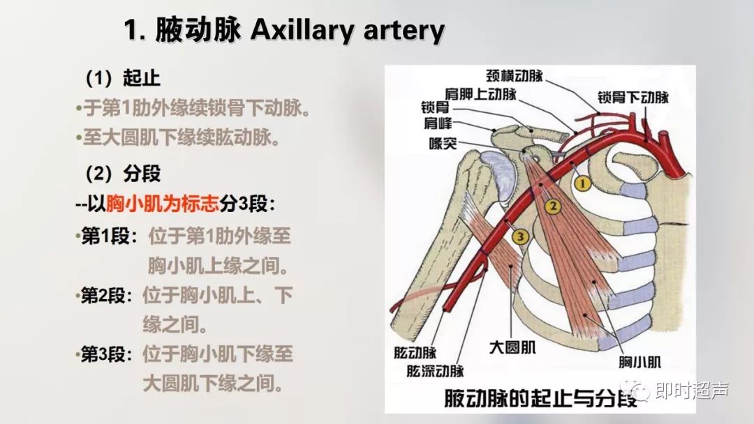 詳細的上肢解剖圖示註解