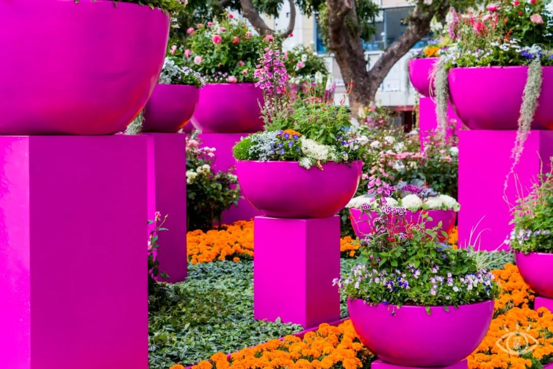 深圳人民公园又火了数万株月季盛放花开成海