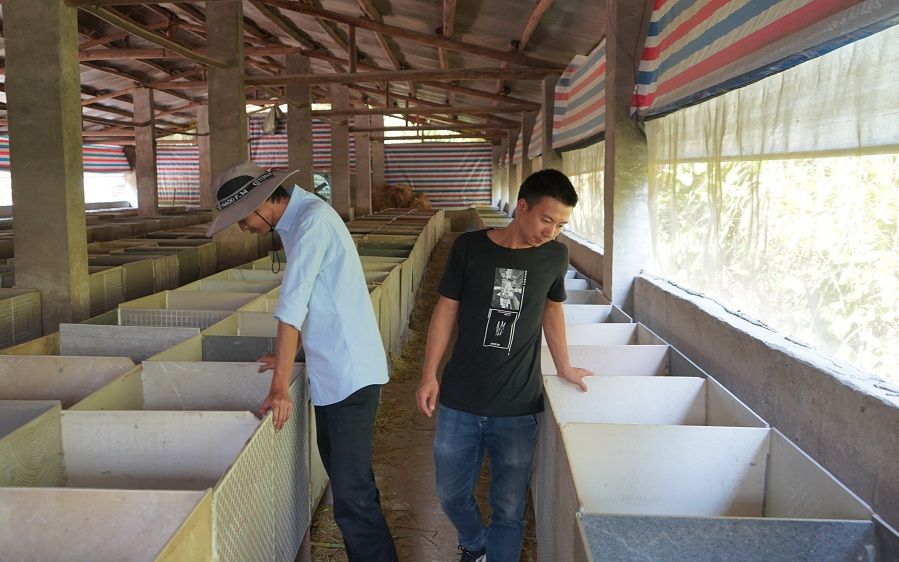 初代乡村网红"华农兄弟" 鼠年还是想好好养竹鼠