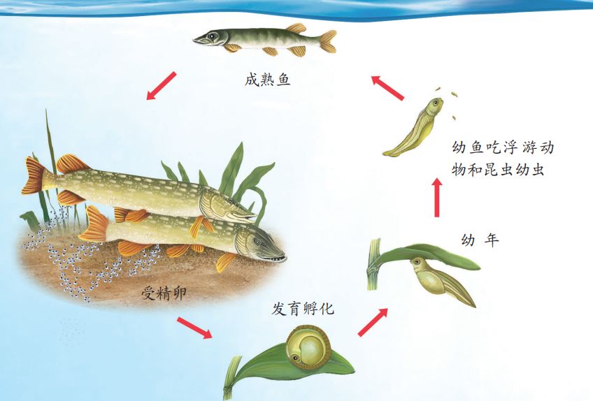 鱼的繁殖过程图片图片