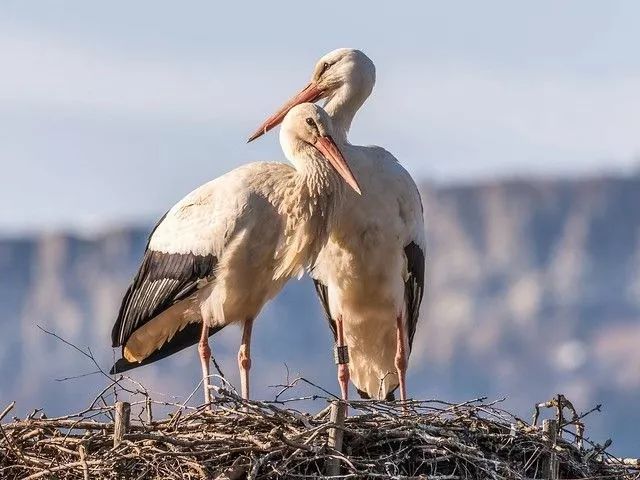 异地17年,每年飞13000公里相见,却在生子后离开!