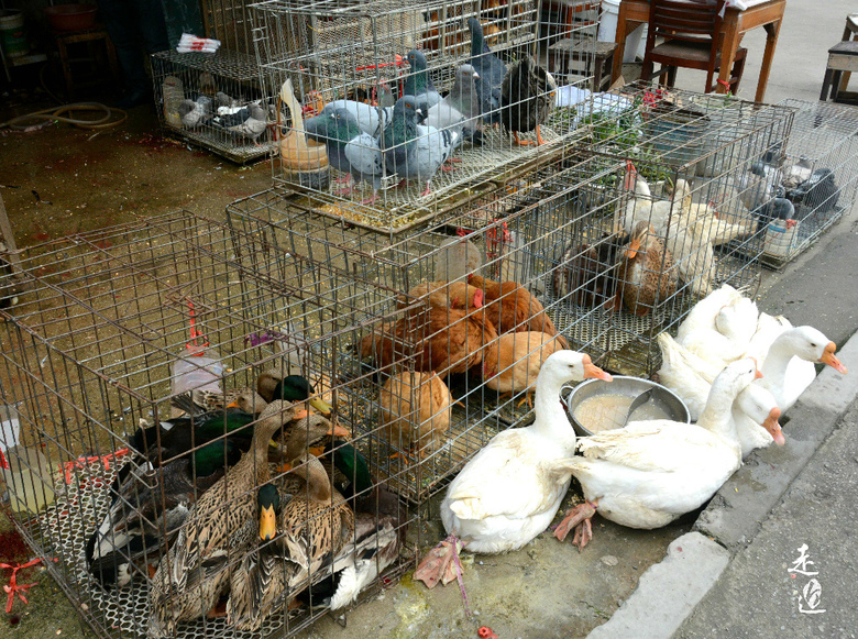 炸爆鱼蒸馒头备炒货常州人的年味藏于菜场的市井烟味中