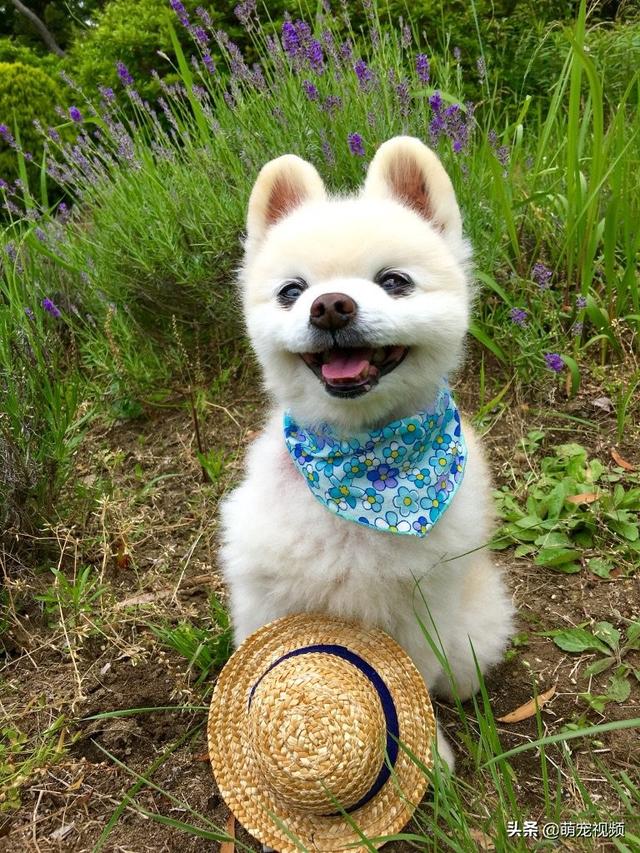 爱笑的狗狗俊介君好像一个小天使