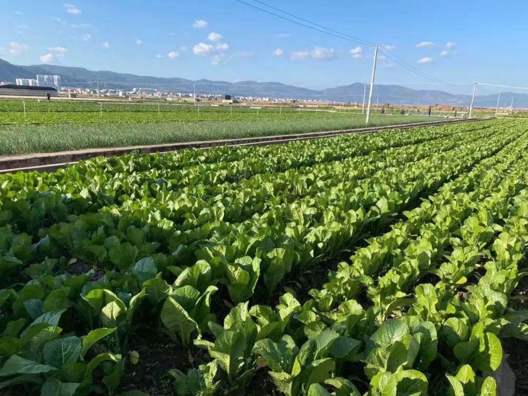 信阳绿色蔬菜网站建设_(信阳绿色蔬菜网站建设项目)