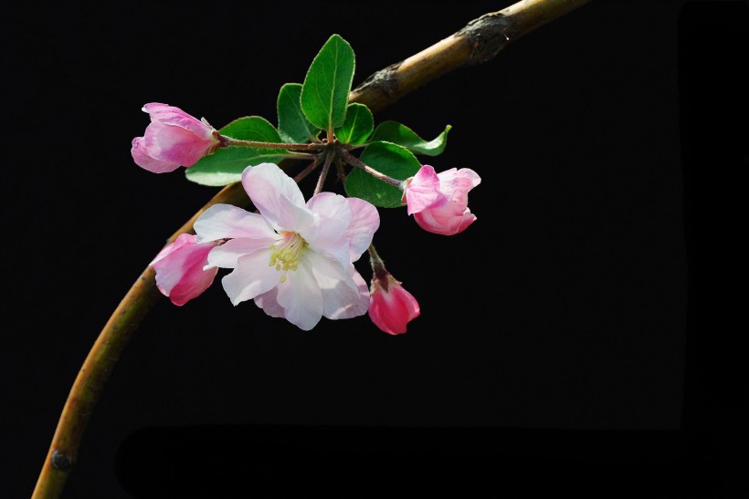 原创2月起运势一路飙涨钞票多的数不清意外之喜降临的四属相