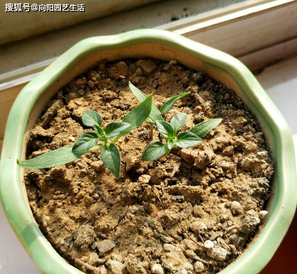 原创阳台种小辣椒花盆育苗只需2步7天发芽收获一箩筐