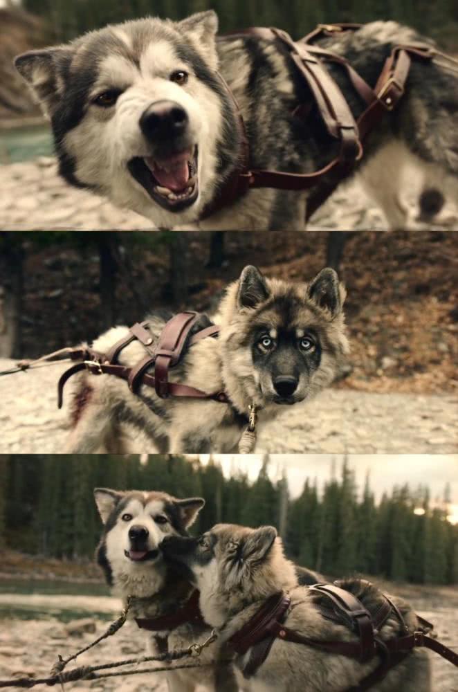 勇敢:当塞帕拉带着多哥和雪橇犬们踏上运送血清的征程,就注定了这是一