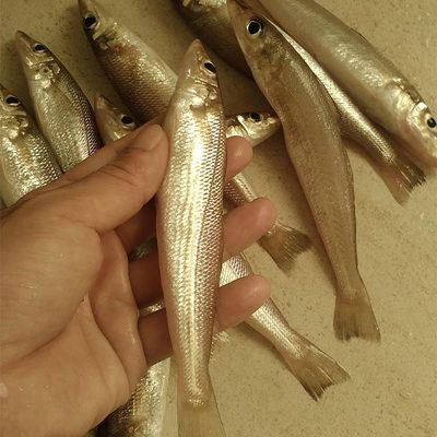 沙丁鱼含有丰富的不饱和脂肪酸,蛋白质,矿物质钙,铁,锌等营养物质,和