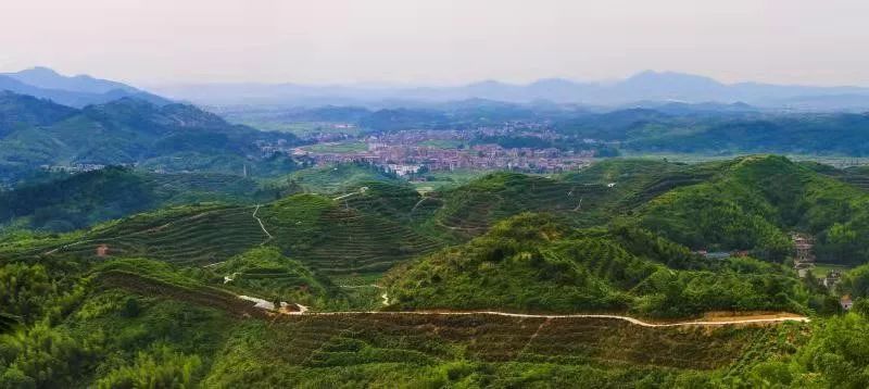 广丰区枧底镇向全区人民拜年