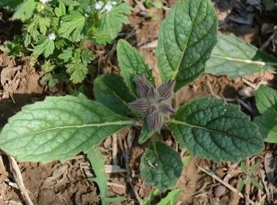 路边一种野花比茉莉还好看种到花盆中邻居看到都羡慕
