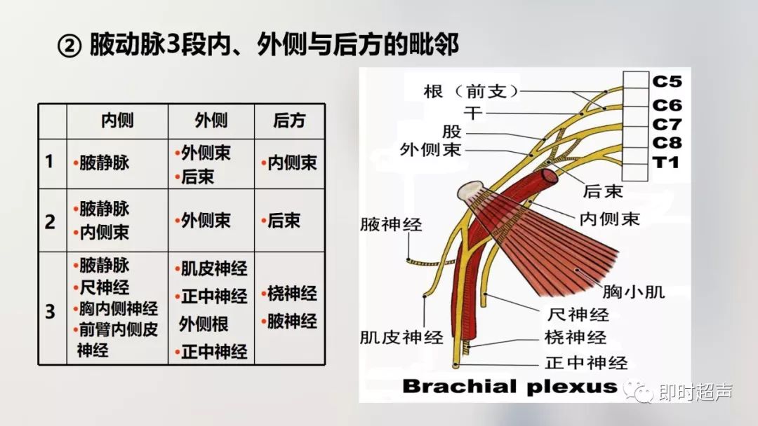 详细的上肢解剖图示注解