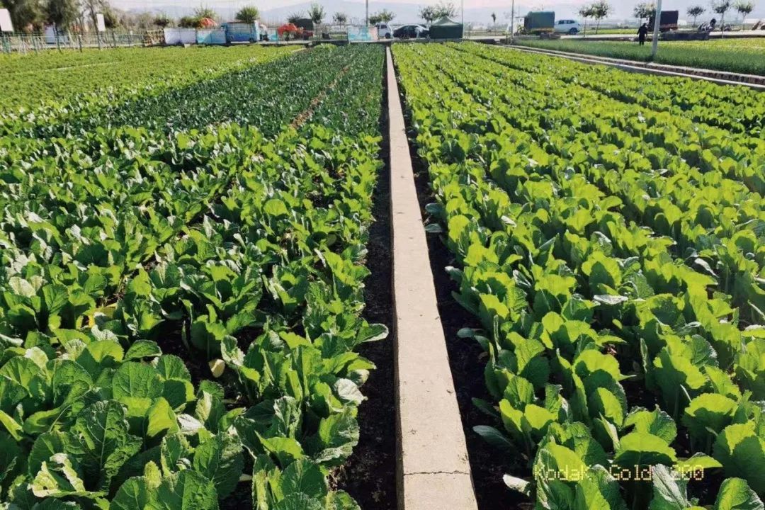 通海人呢菜通海人的爱