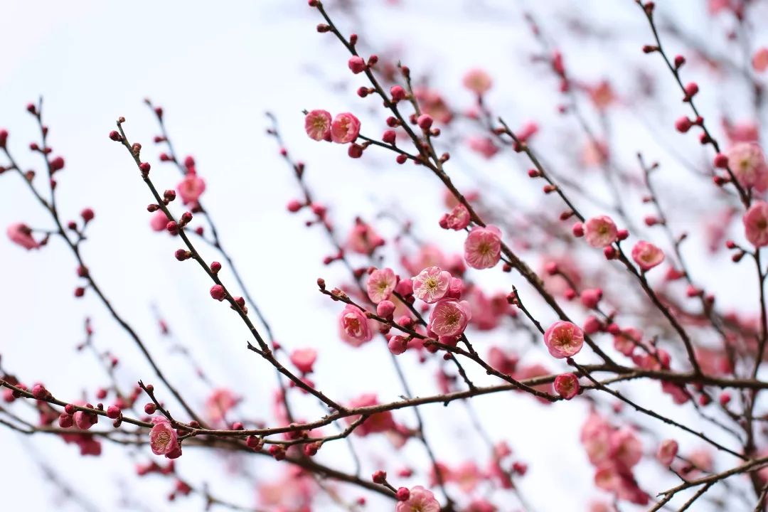 梅花开日是新年——100余个品种,5000余株梅树,灵峰探梅新春走起!