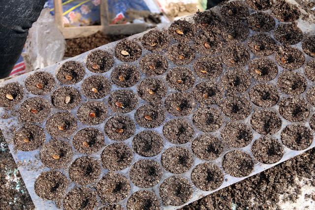 西瓜种植技术|设施西瓜常规育苗催芽播种技术_种子