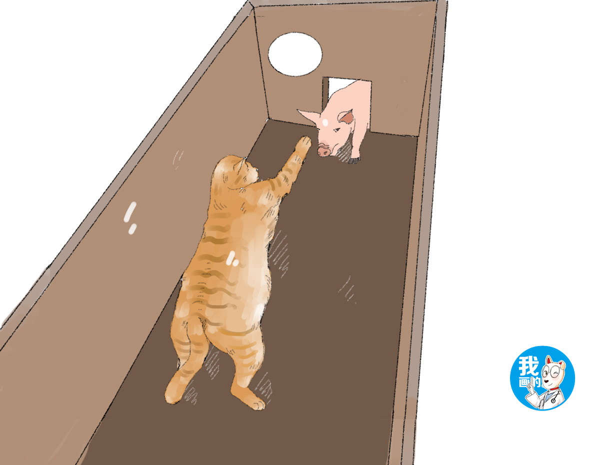 院子里传来小猪的叫声,男子跑到猪圈里一看,却感到血压升高