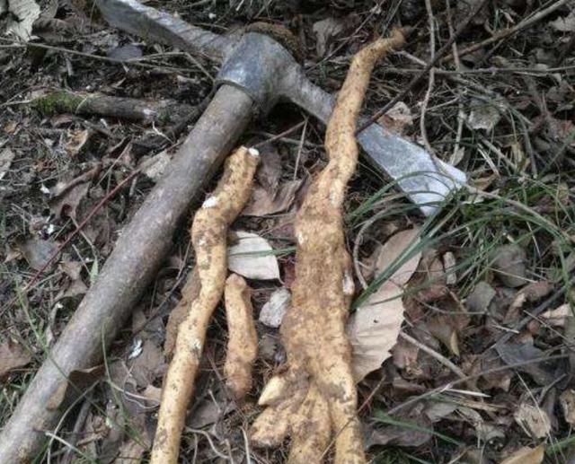 根系肥大的1种野草人称野山药别去忽视其实值钱