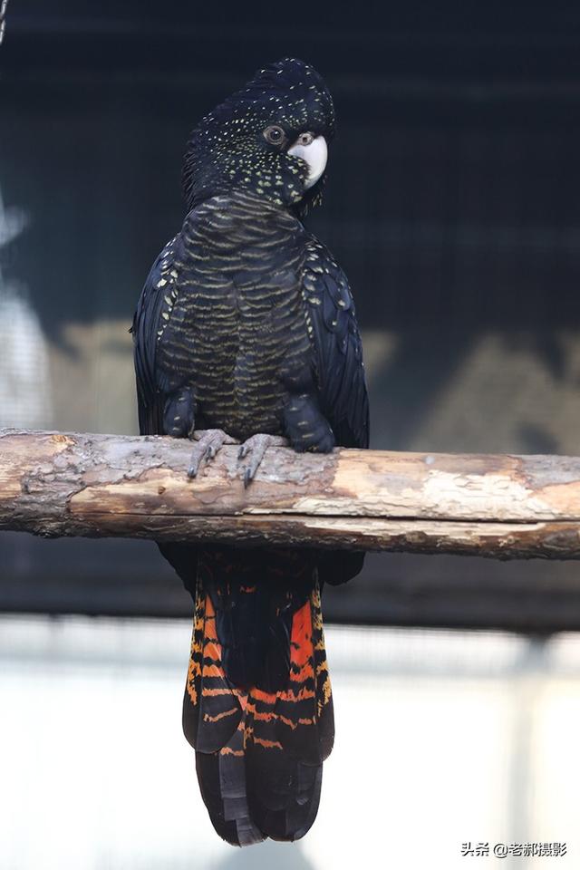 头戴凤冠身披星星红红的尾巴能开屏